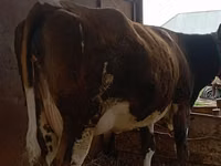 Vacă, Simmental cattle — foto 2