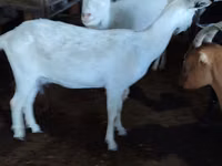 Capră, Saanen goat — foto 1