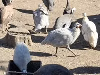 Guinea fowl — foto 1