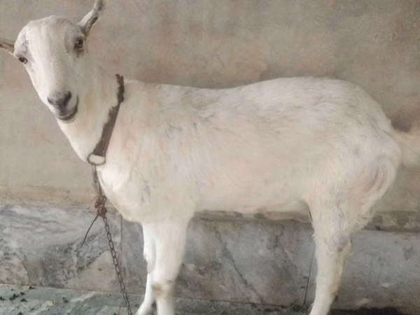 Keçilər (partiya, cinsi göstərilməyib), Barbari goats
