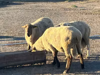 Ram, Hampshire sheep — photo 1