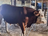 公牛, Cattle — 照片 4