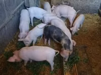 Säue, Schweine — Foto 2
