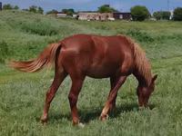 Jument, Chevaux — photo 2