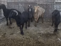 Ovejas (lote, sexo no especificado), Ovejas — foto 5
