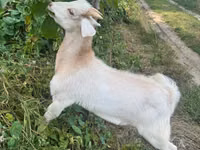 تيس, الماعز — الصورة 3