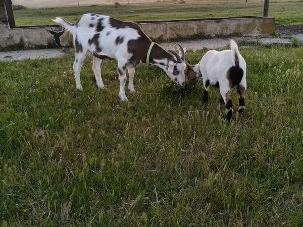公山羊, Saanen goat
