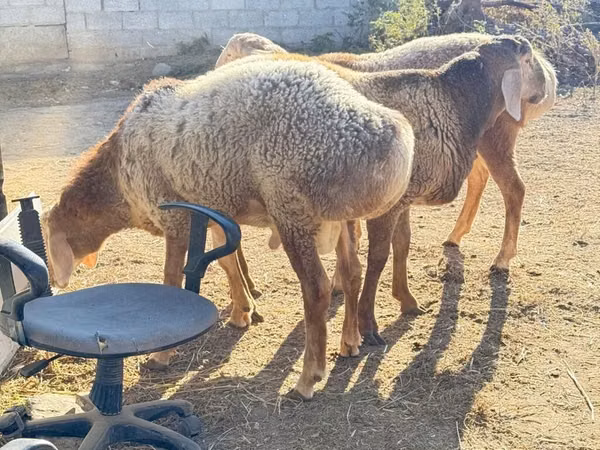 Ram, Edilbay sheep