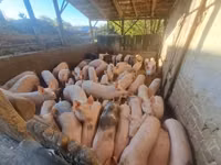 Eber, Schweine — Foto 2