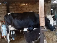 İnək, Russian Black pied cattle — foto 6