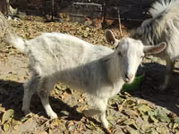 母山羊, Goats — 照片 3