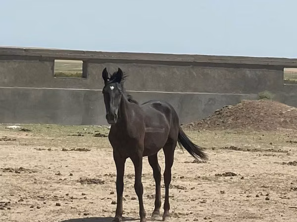 Hengst, Kazakh horse
