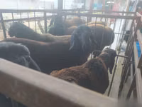 Bélier, Blackheaded Persian sheep — photo 2