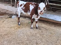 İnək, Simmental cattle — foto 2