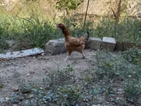 Brahma — foto 3