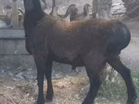 मेढ़ा, Hissar sheep — फ़ोटो 2
