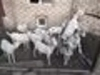 ماعز (دفعة، الجنس غير محدد), Saanen goat — الصورة 6