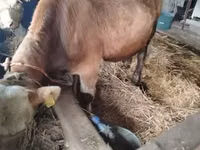 Bulle, Simmental cattle — Foto 1
