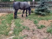 公马, Lipizzaner — 照片 5
