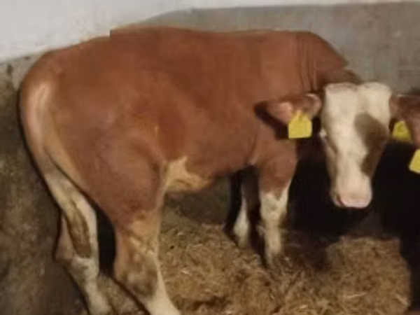 公牛, Simmental cattle