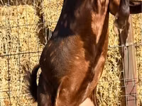 Ziegenbock, Kamori goats — Foto 2