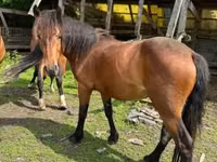 Jument, Međimurje horse — photo 1
