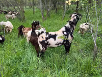 Ziegenbock, Ziegen — Foto 5