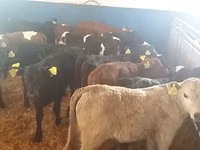 Toro, Simmental cattle — foto 2
