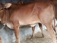 Sigir, Brahman — 2-rasm