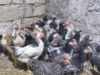 Chickens — photo 1