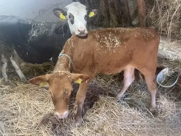 Vache, Vache limousine