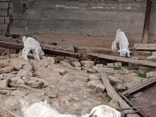 Capră, Capre