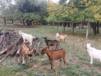 山羊（批次，未指定性别）, Goats — 照片 1