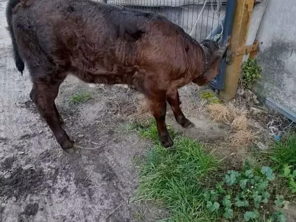 بقرة, Simmental cattle