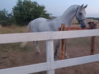 Yegua, Orlov Trotter — foto 3