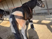 Mare, Horses — photo 4