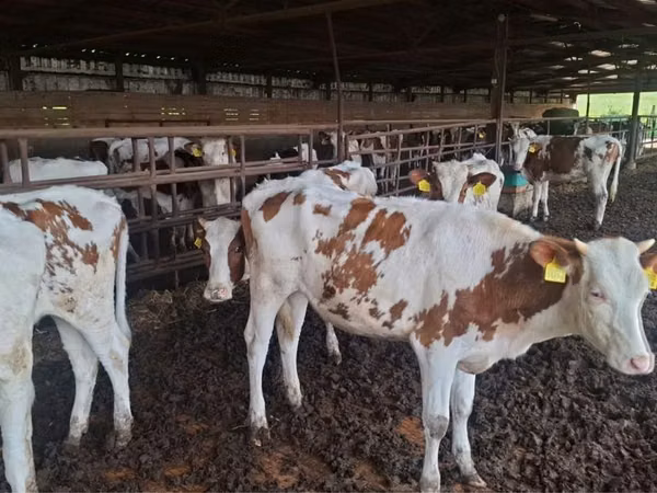 Sigir, Russian Black pied cattle