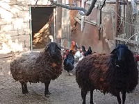 Qoʻy, Karabakh sheep — 5-rasm