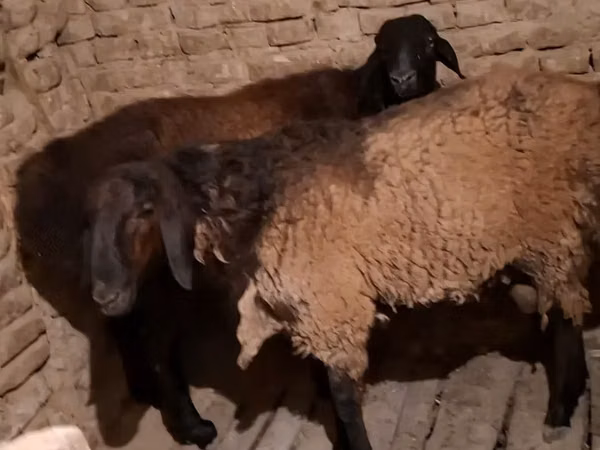 公羊, Sheep