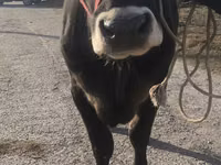 Kuh, Swiss cattle — Foto 2
