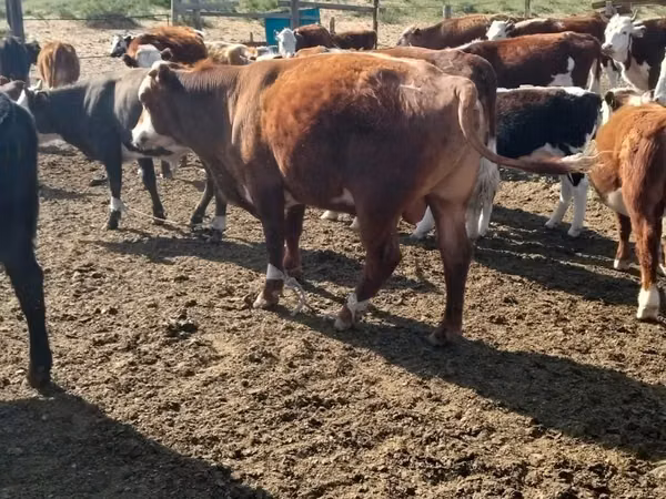 Vacă, Aberdeen-Angus