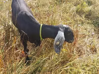 Cabra, Nubian Goat — foto 3