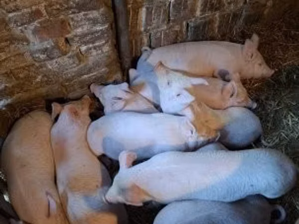 Porci (lot, sex nespecificat), Porci