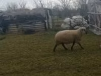 Qoç, Shroshire sheep — foto 2