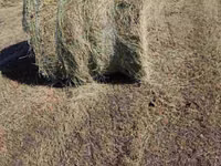 Продам круглые тюки сена (разнотравье) — 4-rasm