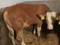ثور, Simmental cattle — الصورة 1