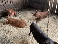 Schweine (Partie, Geschlecht nicht angegeben) — Foto 4