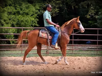 At, American paint horse — foto 7