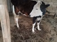 بقرة, Simmental cattle — الصورة 1