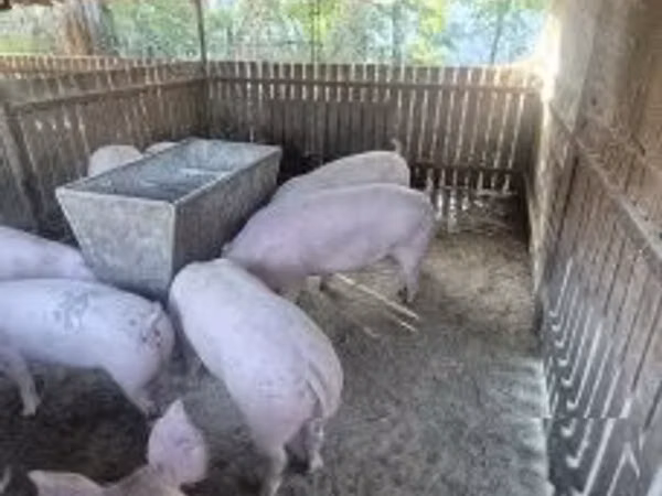 母猪, Pigs